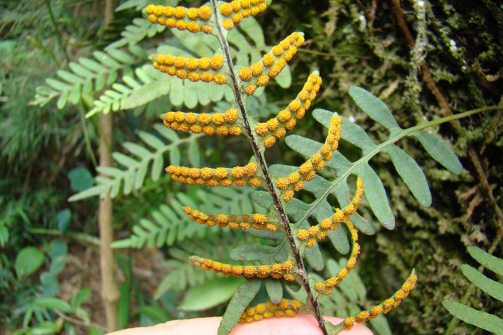 Polypodiaceae Pleopeltis pleopeltidis