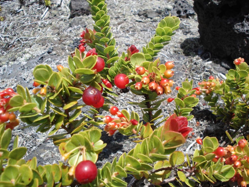 Ericaceae Vaccinium reticulatum