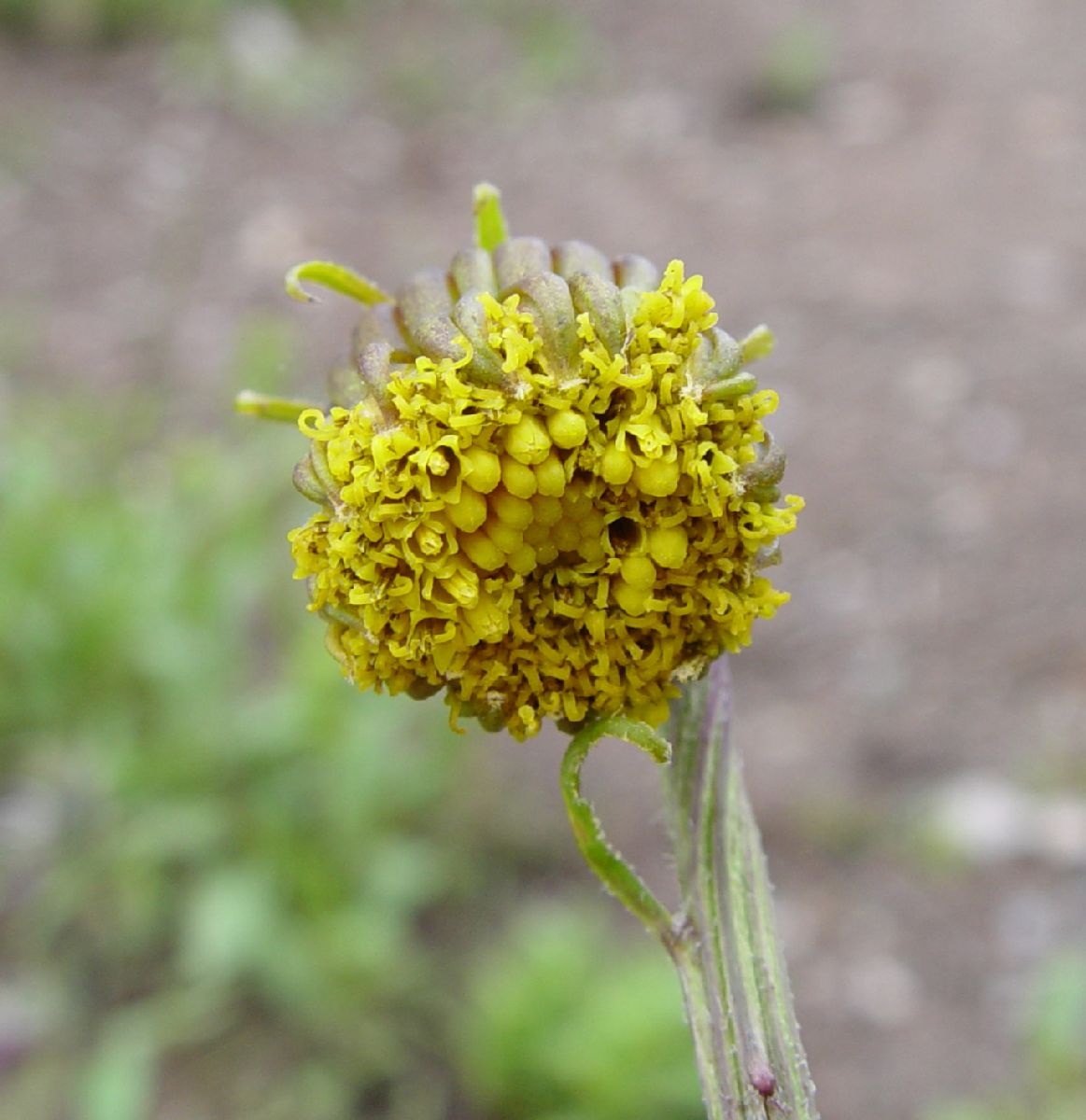 Asteraceae Senecio bigelovii