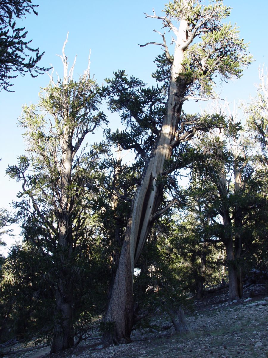 Pinaceae Pinus longaeva