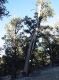 image of Pinus longaeva