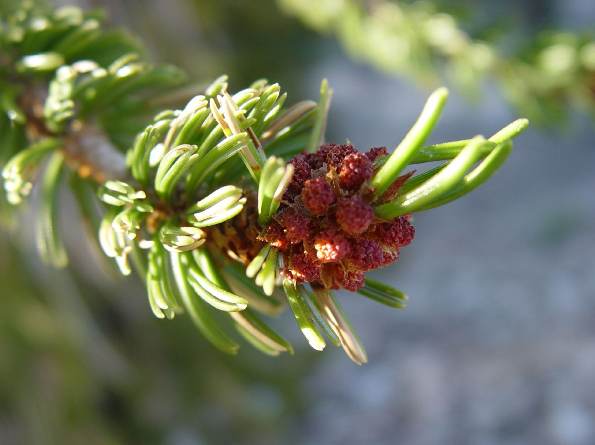 Pinaceae Pinus longaeva