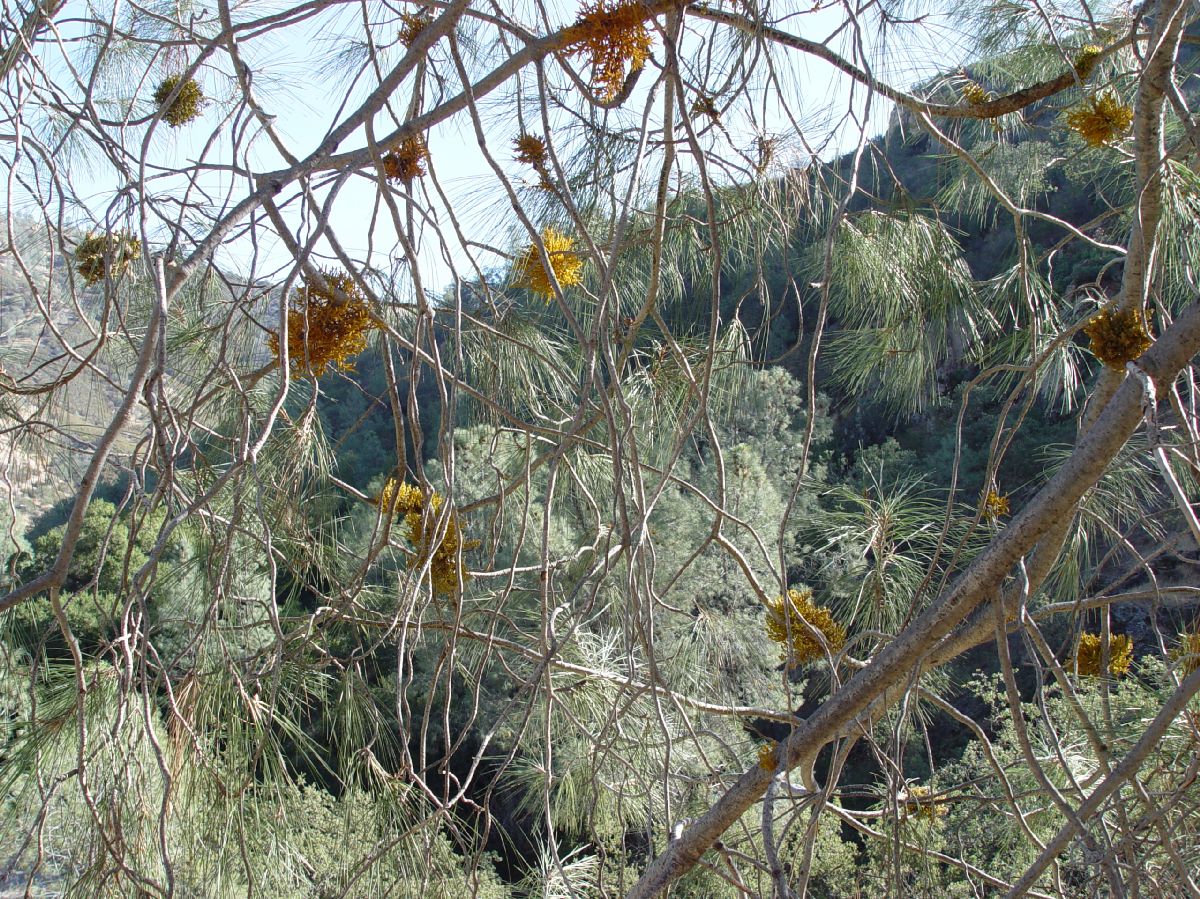 Pinaceae Pinus sabiniana