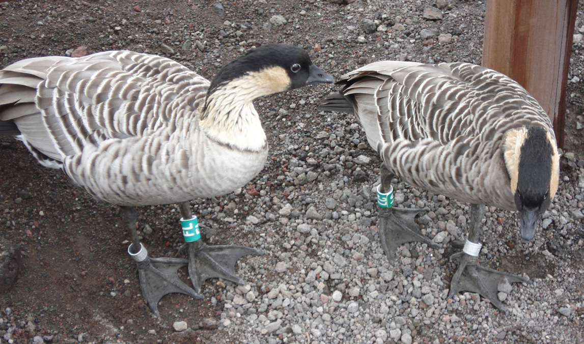 Anatidae Branta sandvicensis