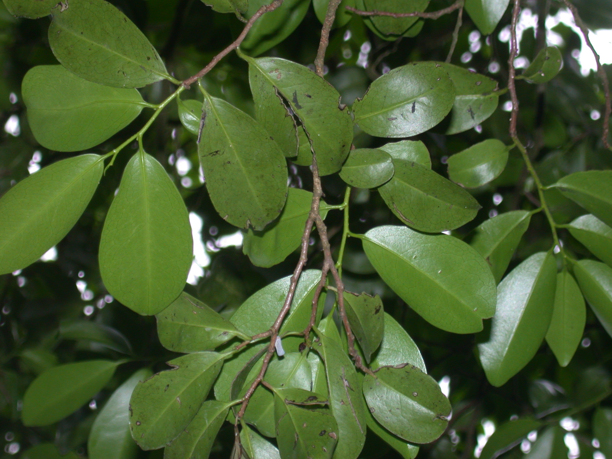 Canellaceae Cinnamodendron cubense