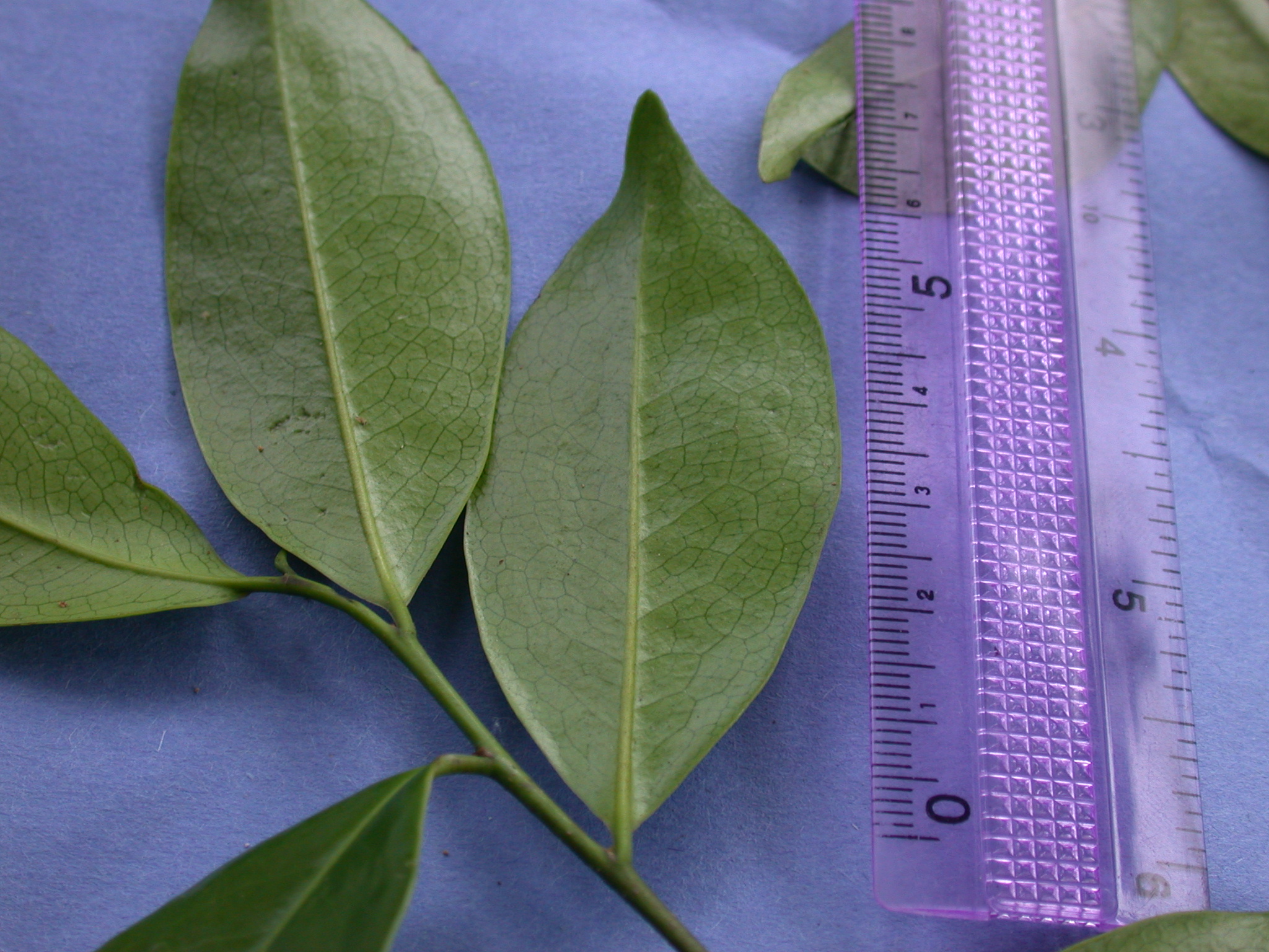 Canellaceae Cinnamodendron 