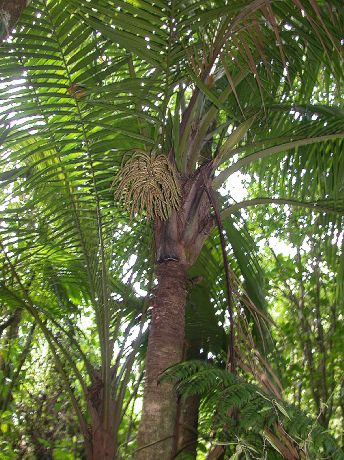 Arecaceae Prestoea montana