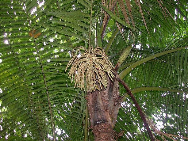 Arecaceae Prestoea montana