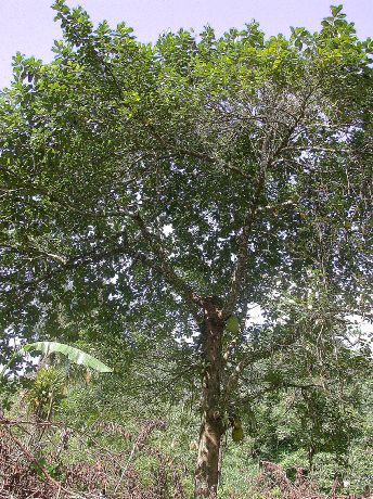 Moraceae Artocarpus heterophylla