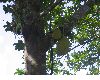 image of Artocarpus heterophylla