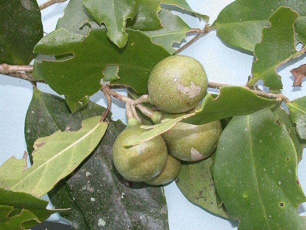 Rubiaceae Hillia parasitica