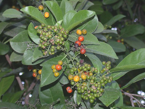 Ehretiaceae Bourreria 