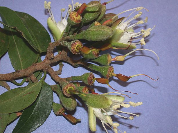 Fabaceae Hymenaea courbaril