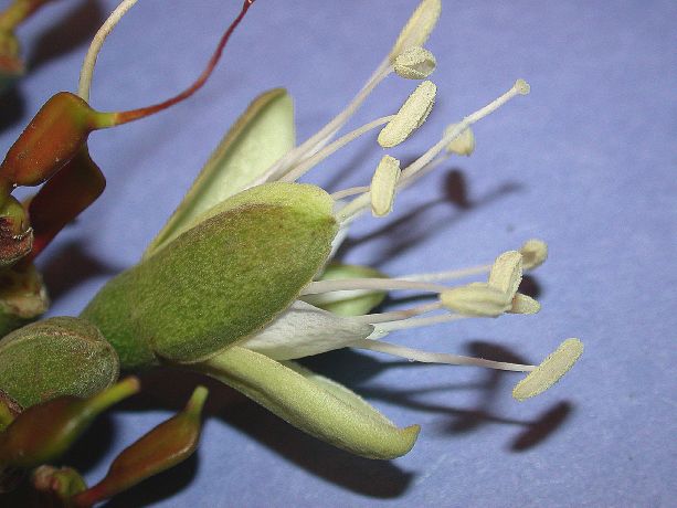 Fabaceae Hymenaea courbaril