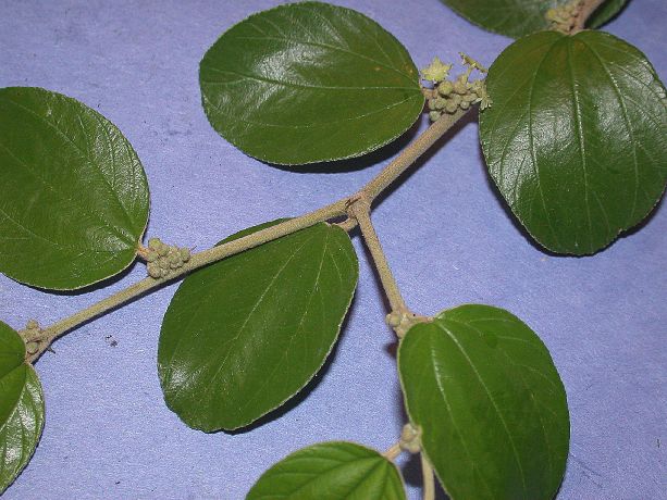 Rhamnaceae Ziziphus mauritania
