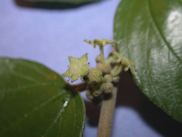 Rhamnaceae Ziziphus mauritania