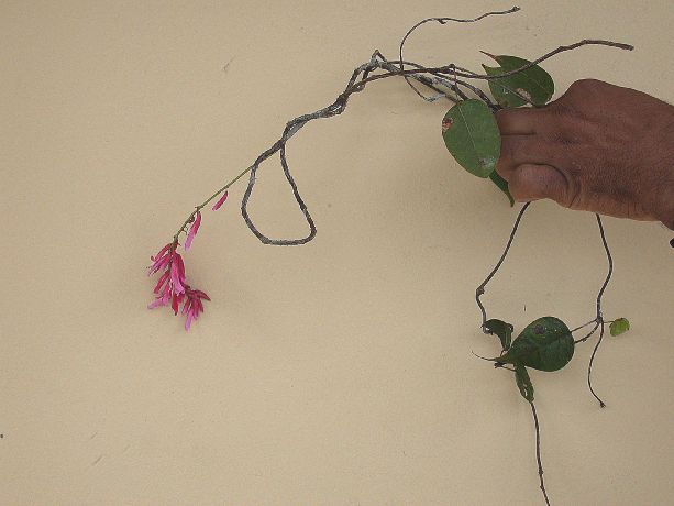 Fabaceae Rhodopis planisiliqua
