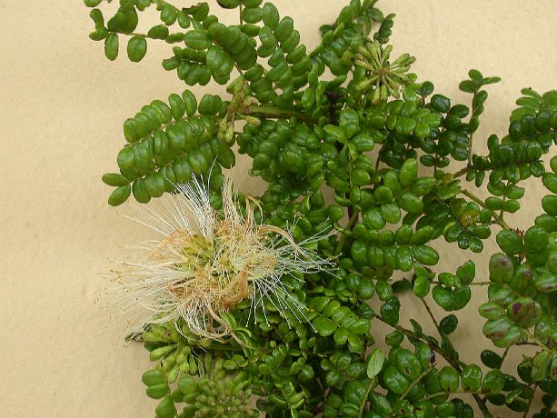 Fabaceae Pithecellobium abbottii