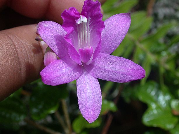 Orchidaceae Bletia 