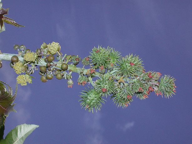 Euphorbiaceae Ricinus communis
