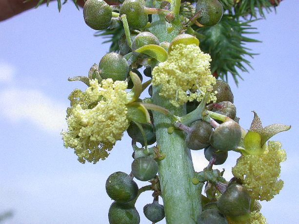 Euphorbiaceae Ricinus communis