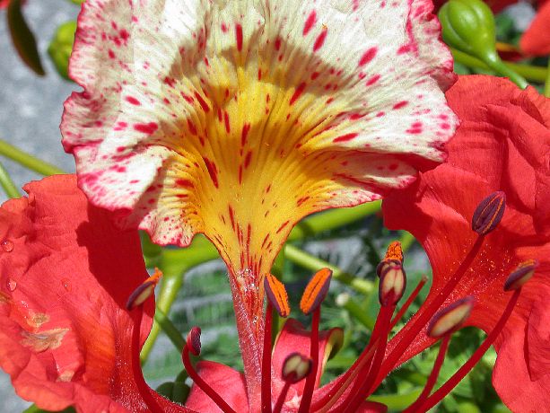 Fabaceae Delonix regia