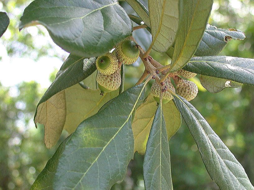 Fagaceae Quercus oleoides