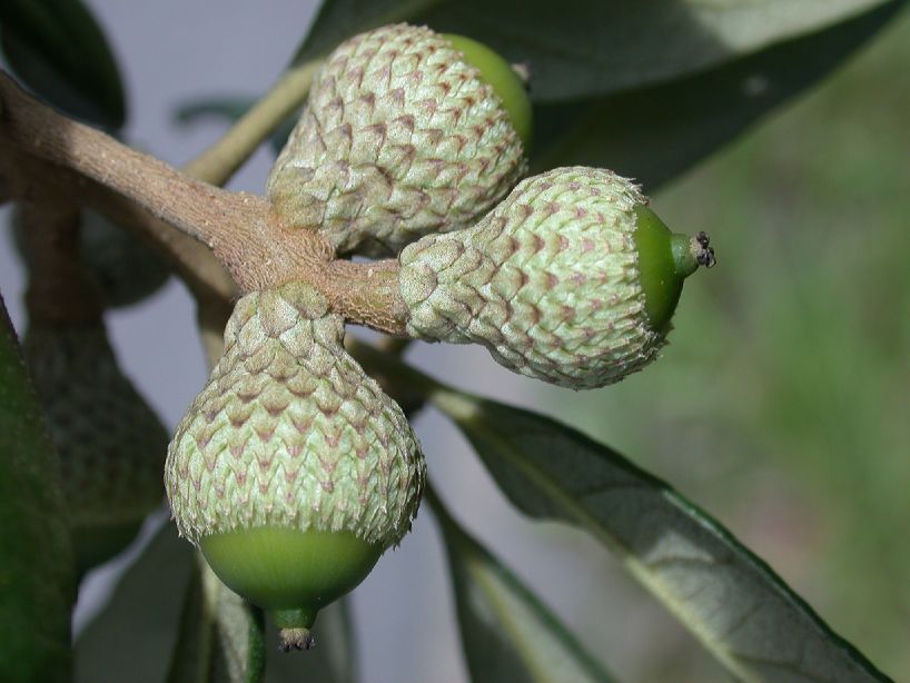 Fagaceae Quercus oleoides