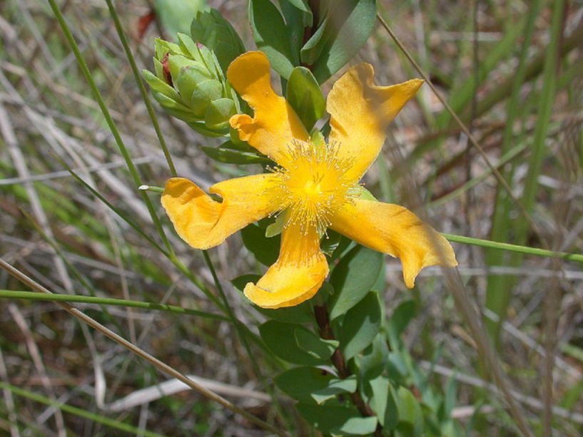 Hypericaceae Hypericum stipeloides