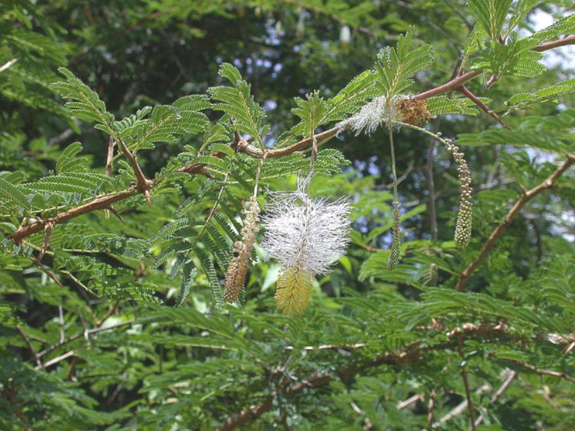 Fabaceae Dichrostachys cinerea