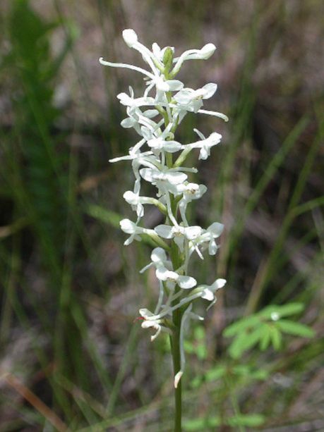 Orchidaceae Habenaria 