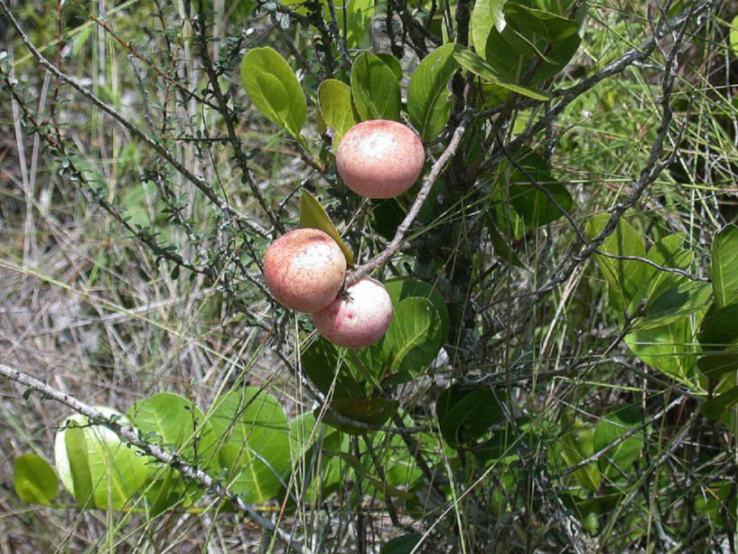 Chrysobalanaceae Chrysobalanus icaco var icaco