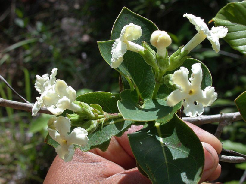 Rubiaceae Roigella coreifolia