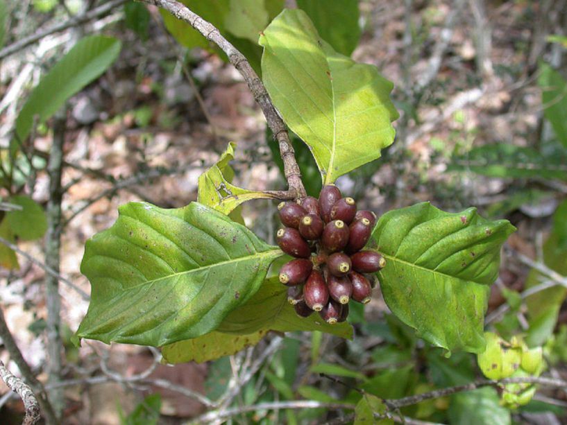Rubiaceae Amaioua corymbosa
