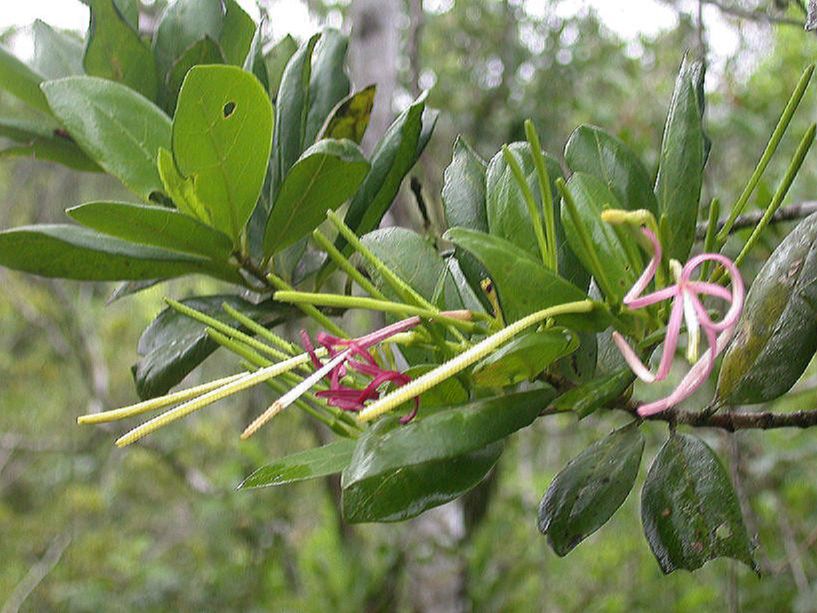 Rubiaceae Exostema 