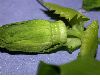image of Passiflora edulis