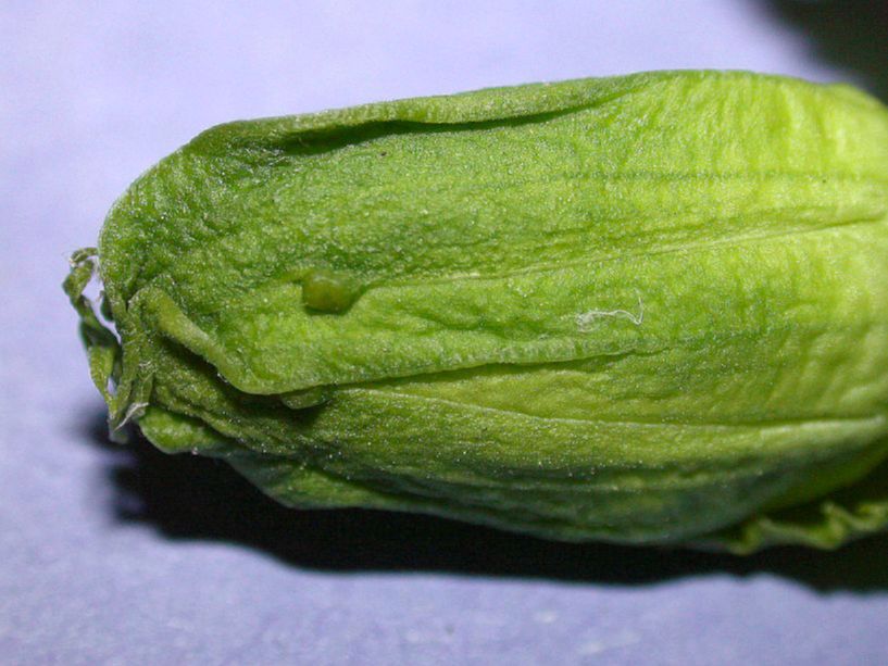 Passifloraceae Passiflora edulis