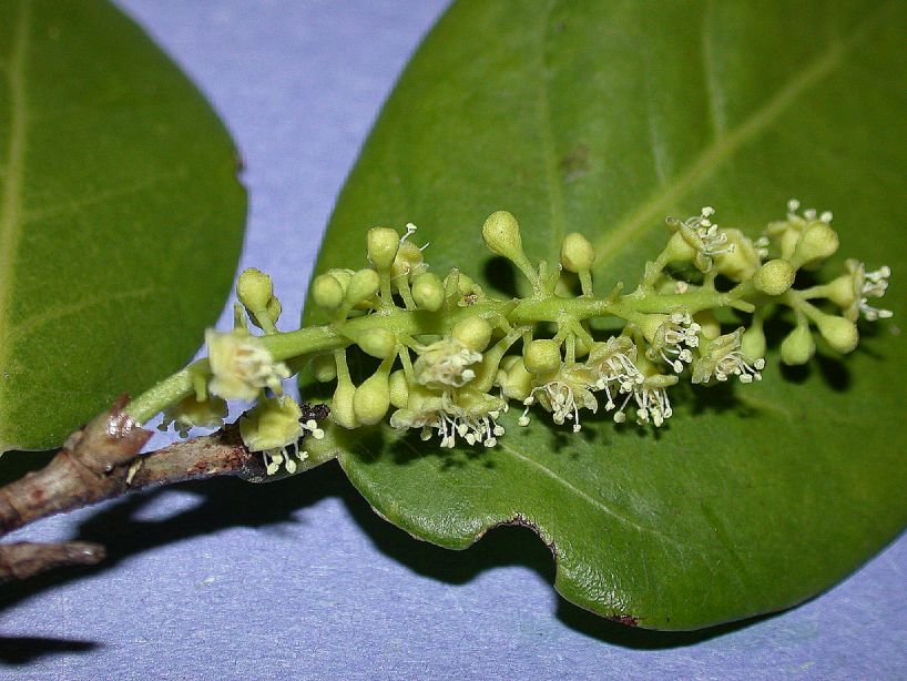 Polygonaceae Coccoloba diversifolia