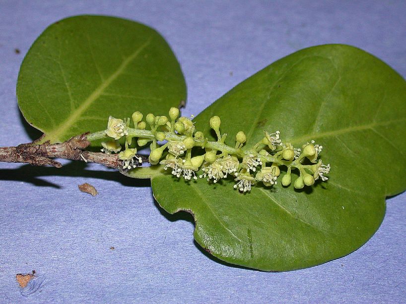 Polygonaceae Coccoloba diversifolia