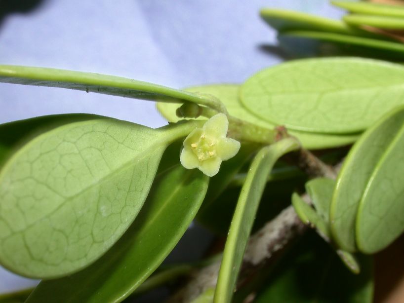 Celastraceae Elaeodendron xylocarpum