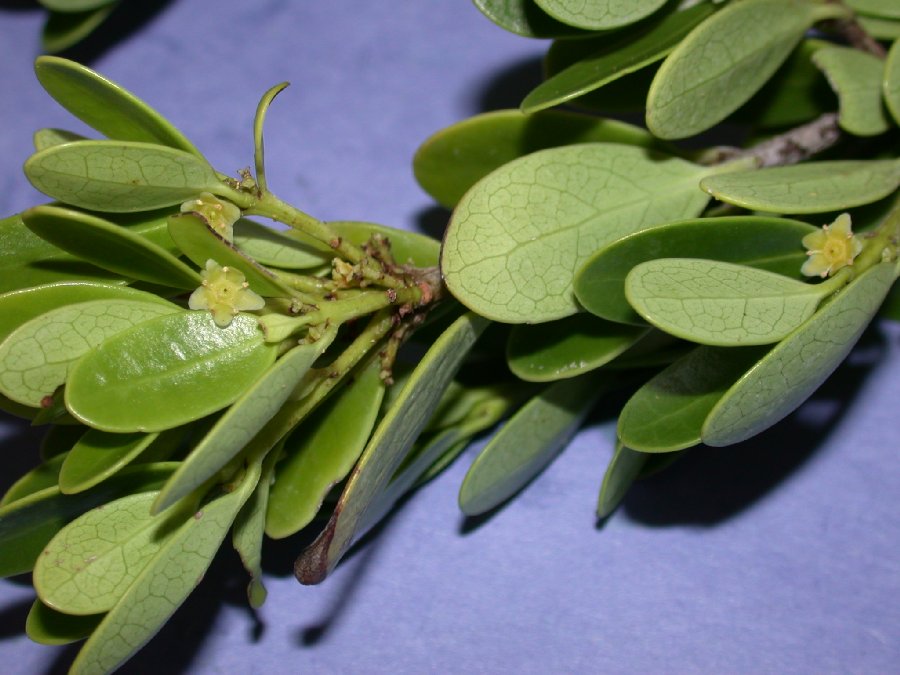 Celastraceae Elaeodendron xylocarpum