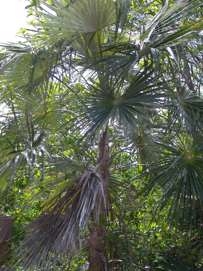 Arecaceae Coccothrinax barbadensis