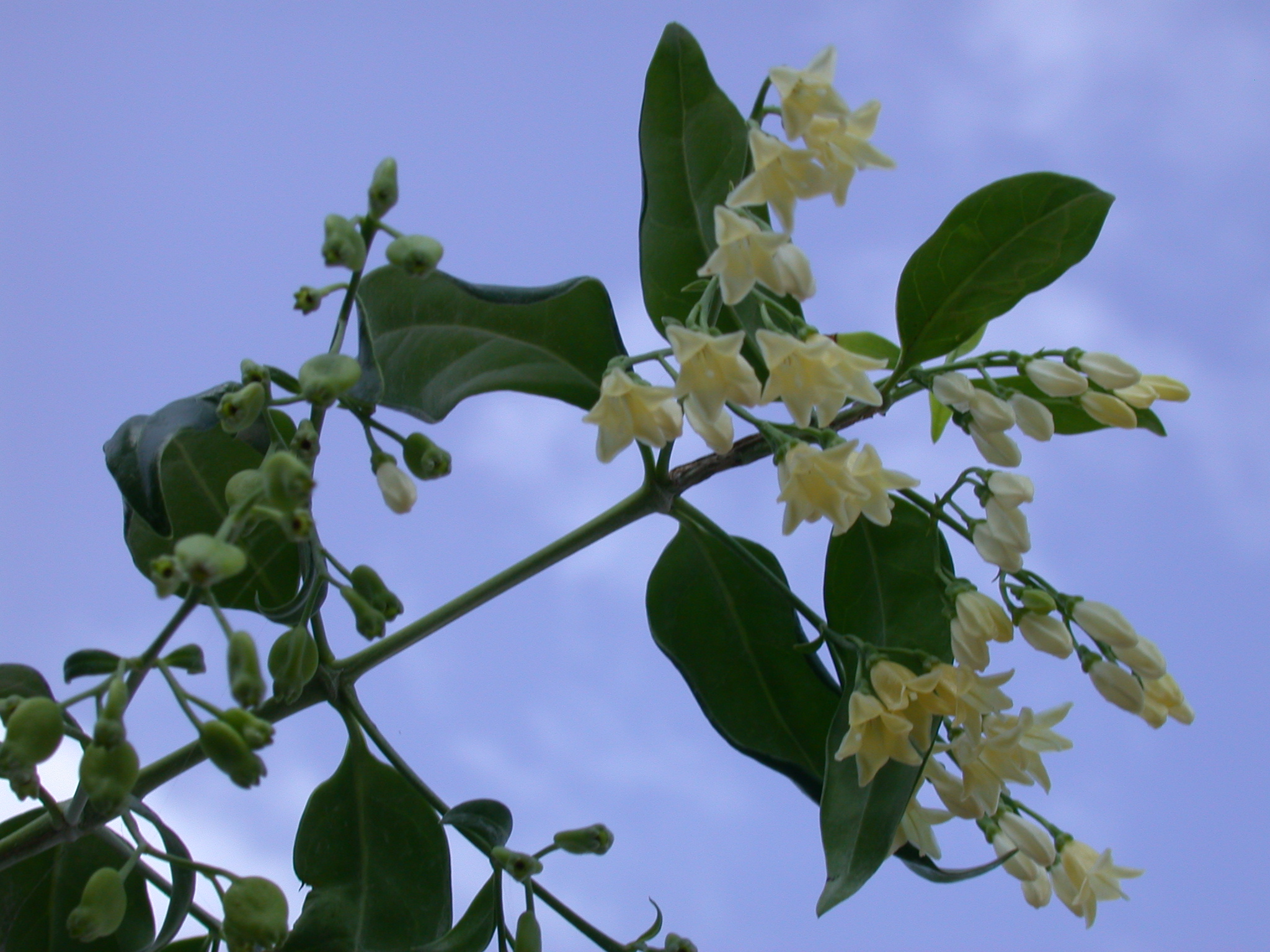 Rubiaceae Chiococca alba