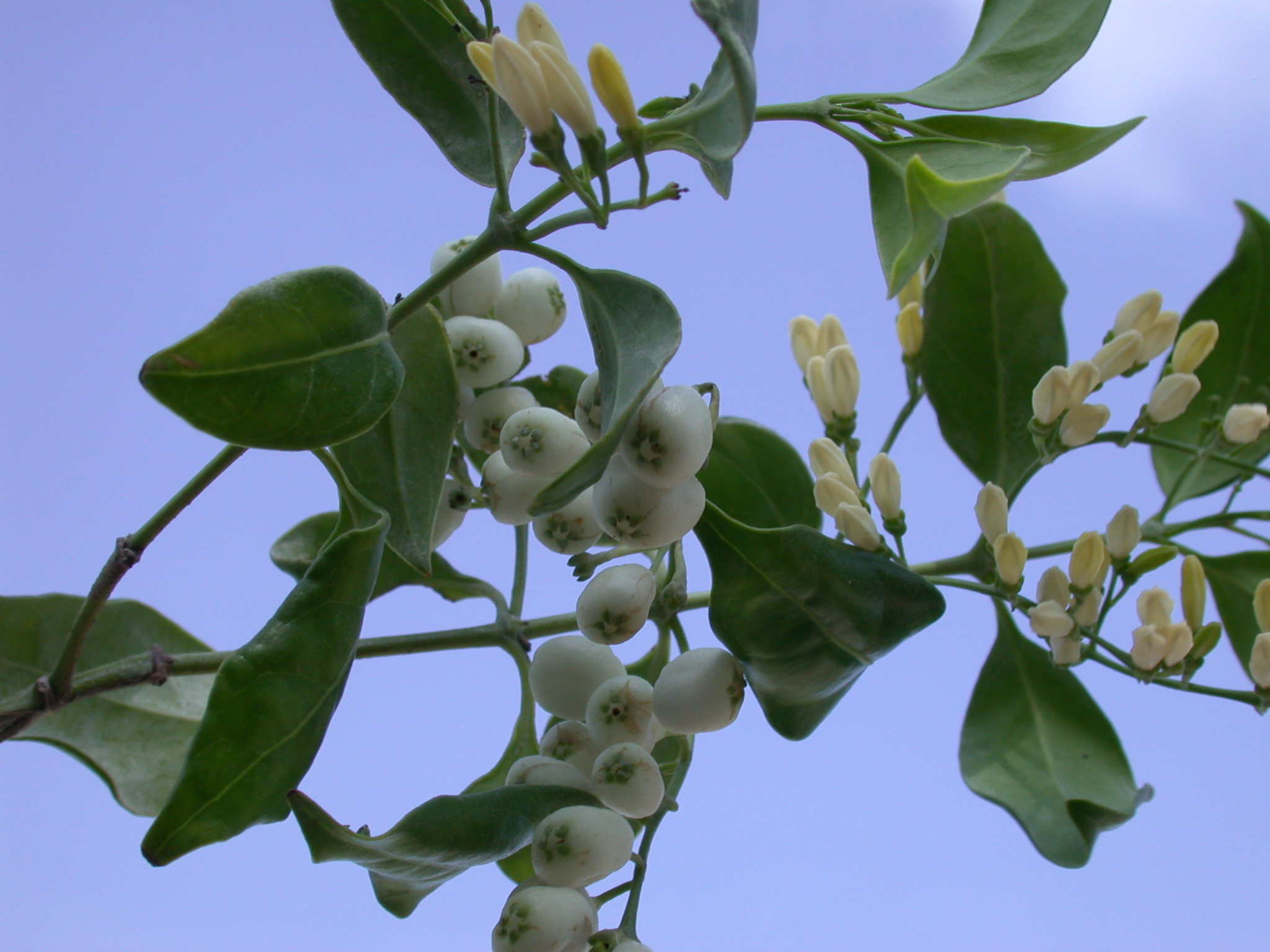 Rubiaceae Chiococca alba