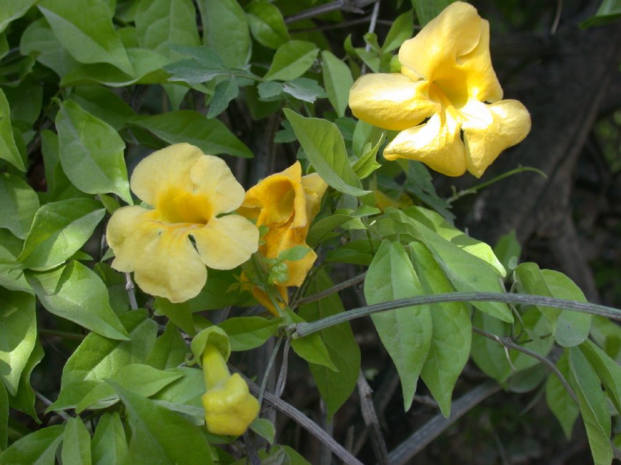 Bignoniaceae Macfadyena unguis-cati