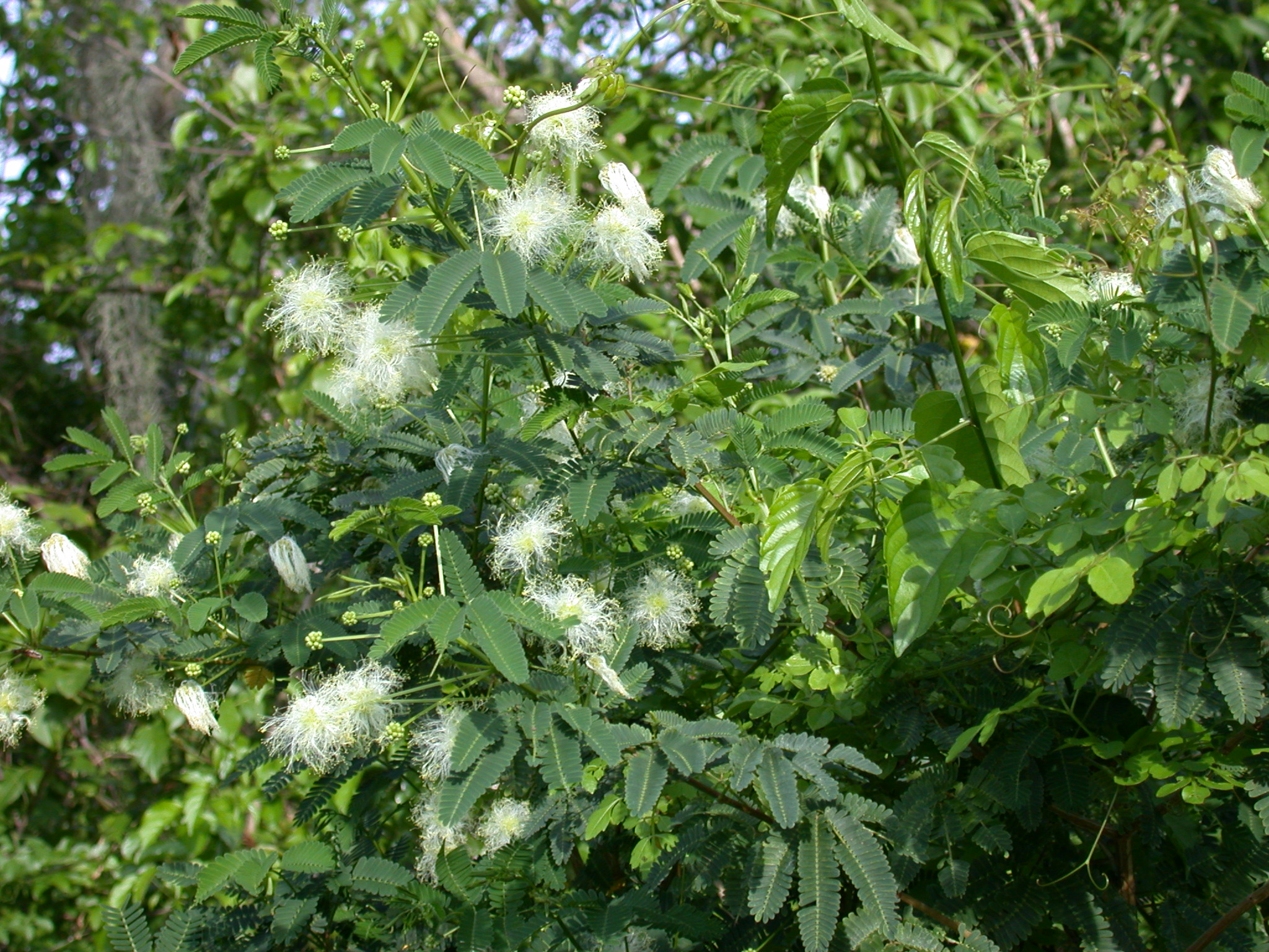 Fabaceae Calliandra 