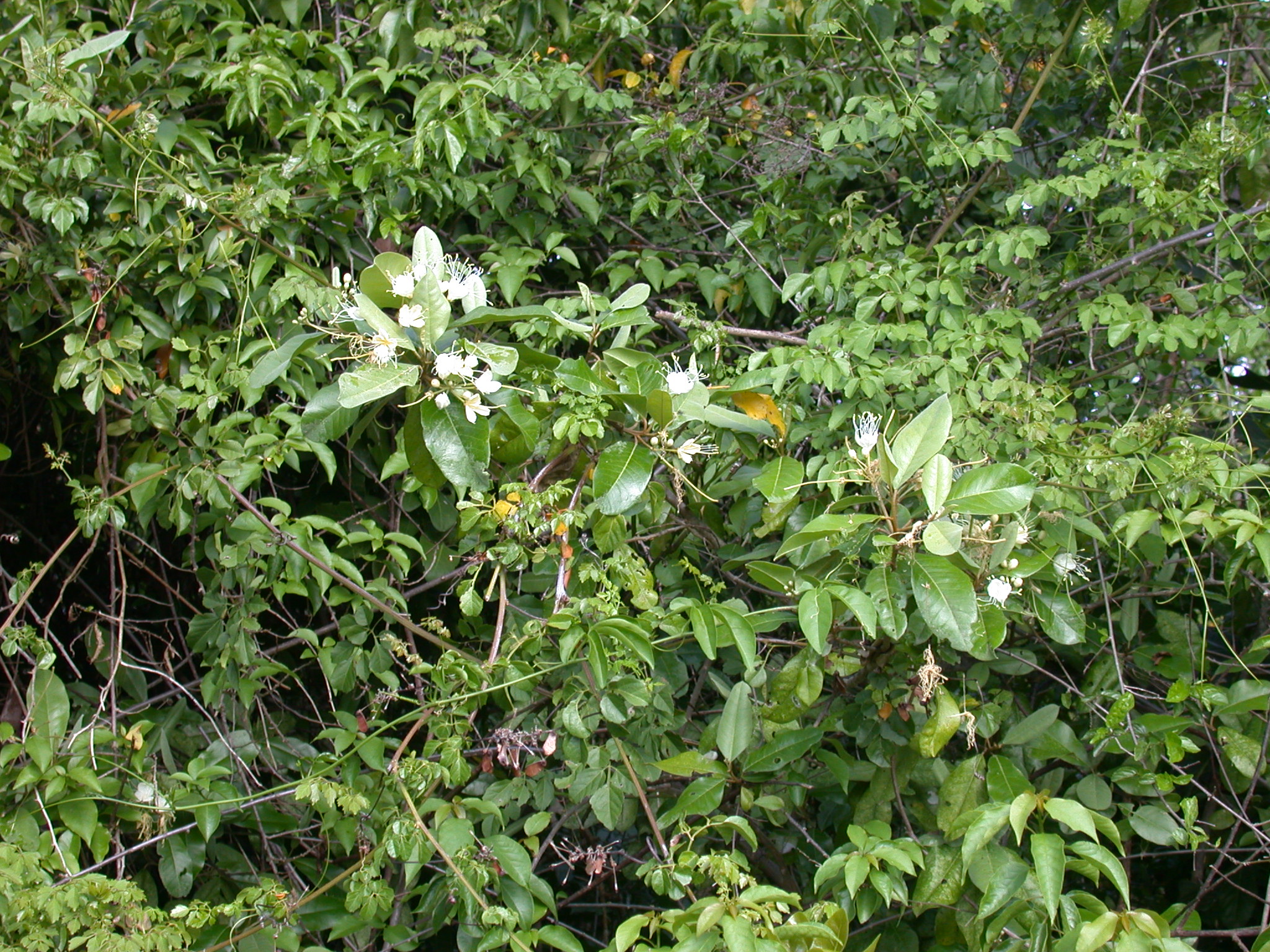 Capparaceae Capparis indica