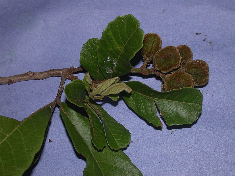 Sapindaceae Cupania americana