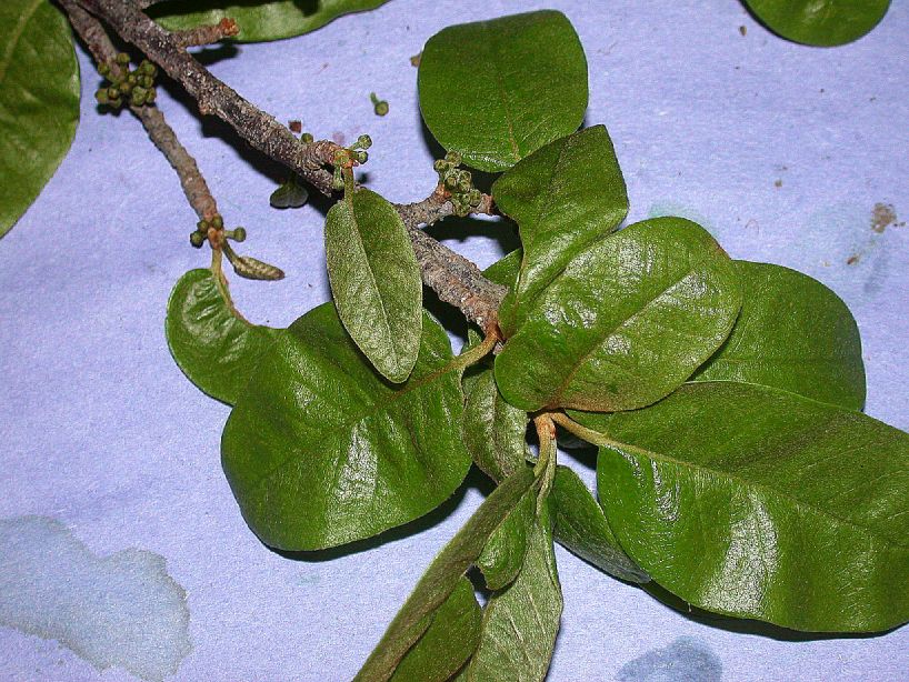Sapotaceae Pouteria 