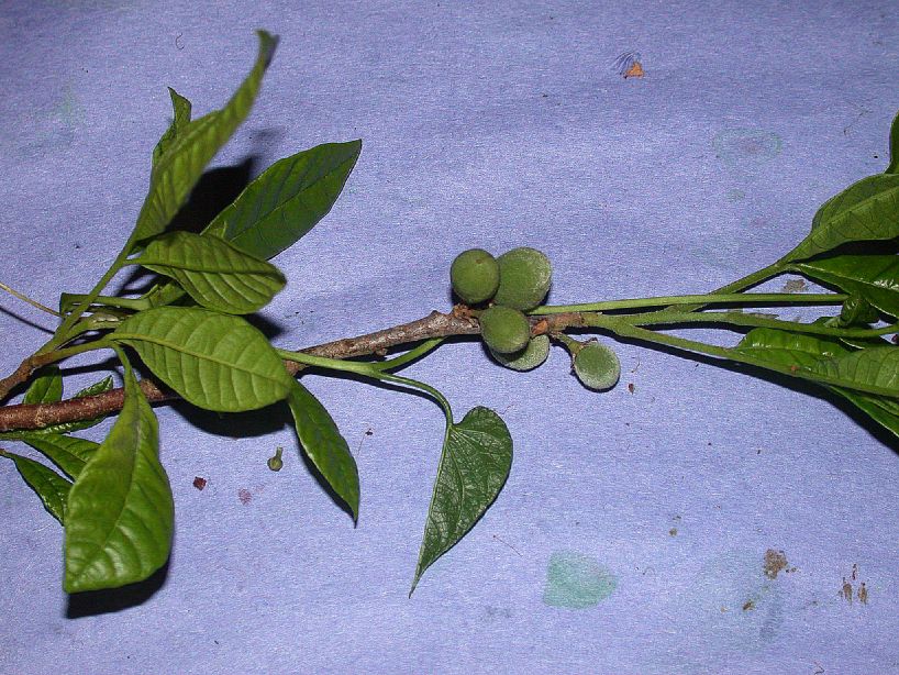 Meliaceae Trichilia pallida
